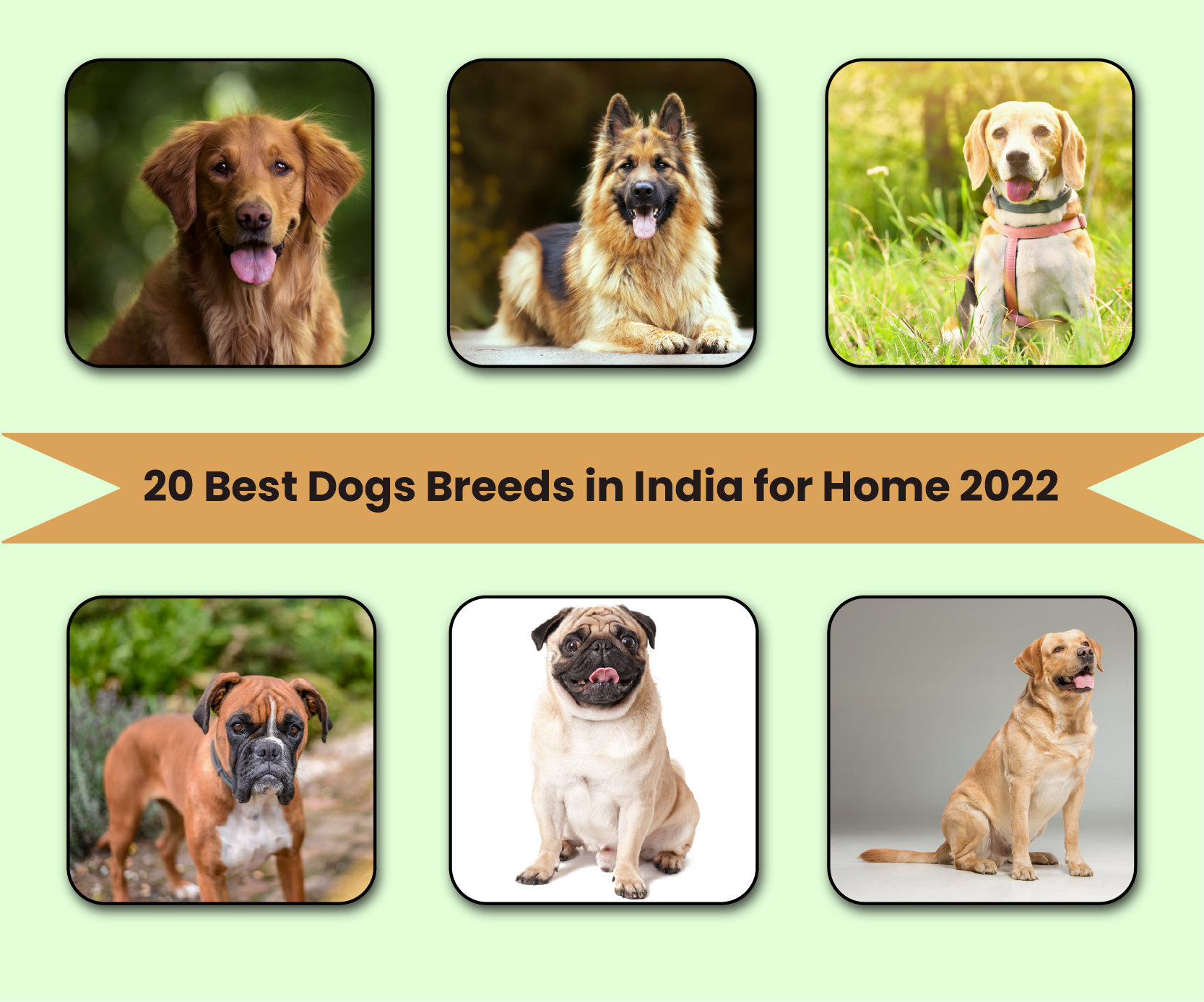 Top 10 Smartest Dog Breeds - Most Intelligent Dog in 2022