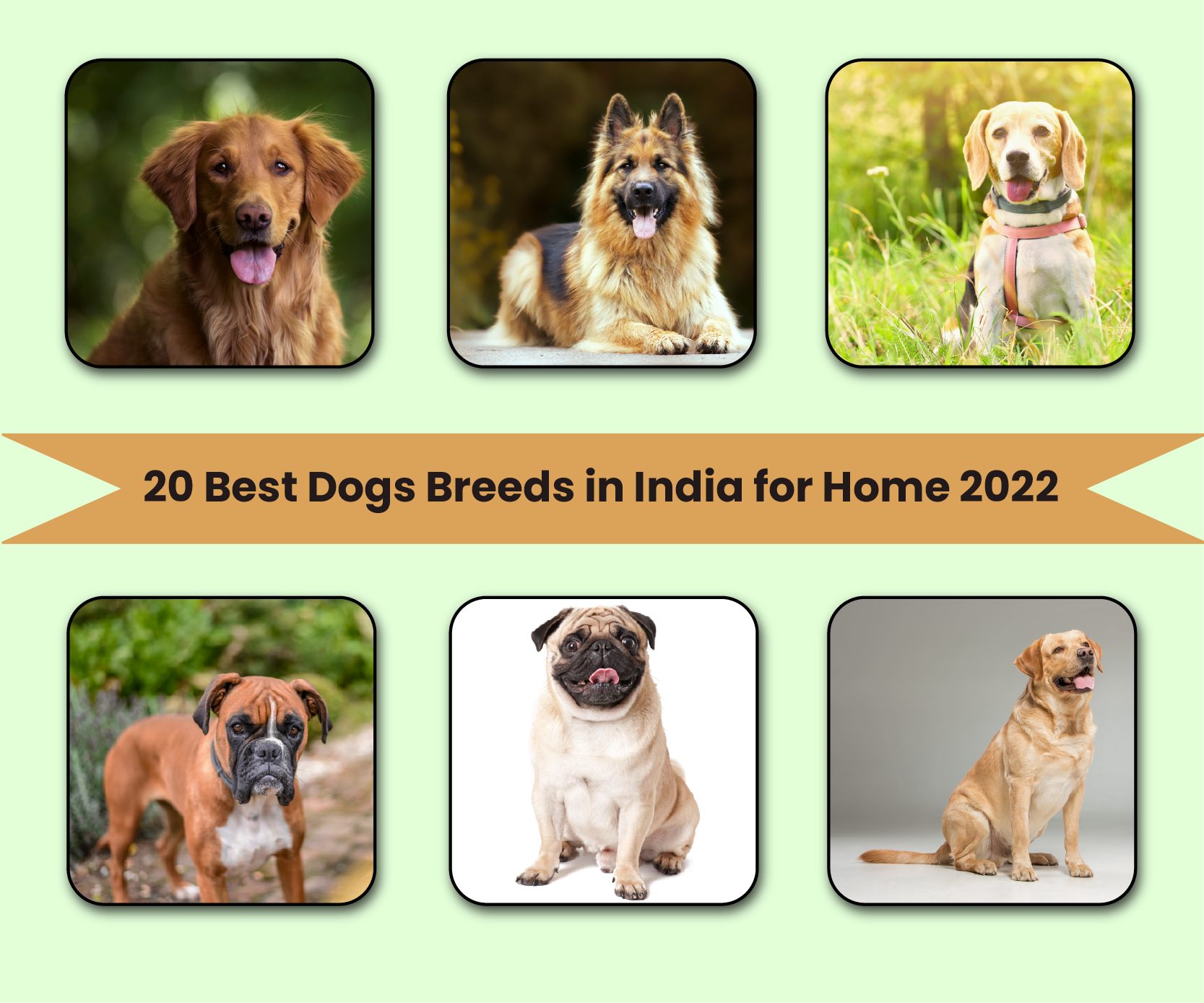 20 Best Dogs Breeds For Indian Homes In