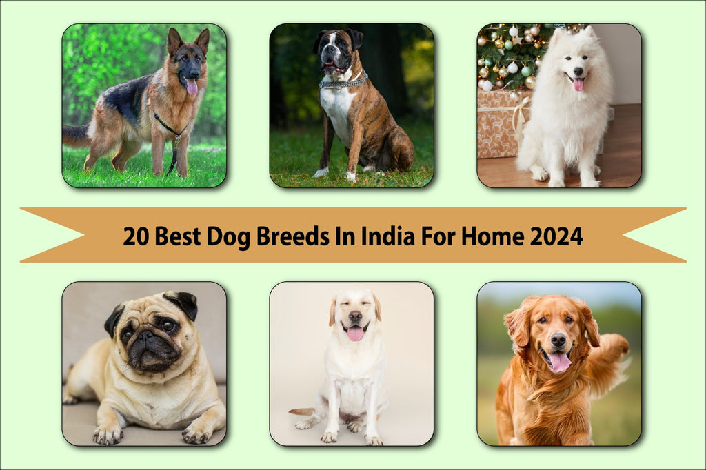 20 Best Dogs Breeds for Indian Homes in 2024