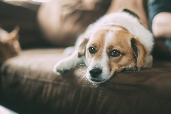 A Guide To Dog Allergies And Symptoms