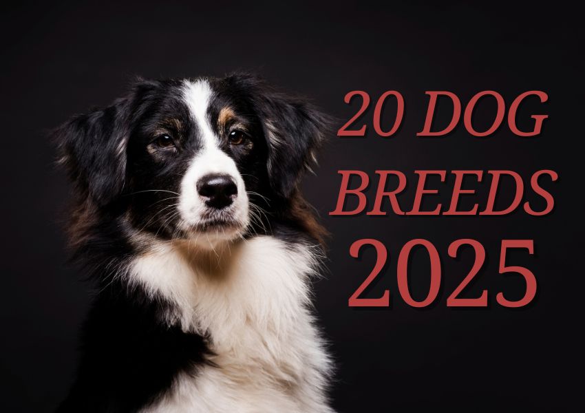 20 dog breeds io keep at home 2025, trending blog, 20 dog breeds loved by pet parent. Top 20 Best Dog Breeds for Indian Homes in 2025