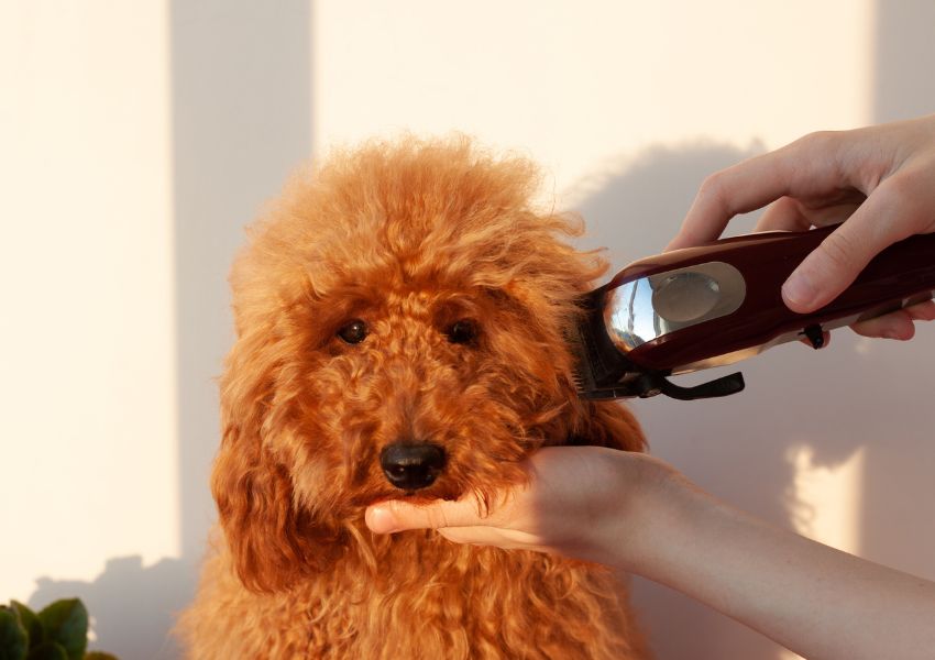 Pet Clippers or Pet Trimmers: Which One is Better?  ABK Grooming