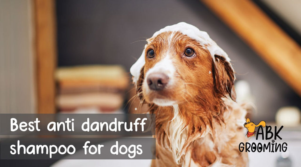 Best Anti-Dandruff Shampoo for Dogs: ABK Grooming