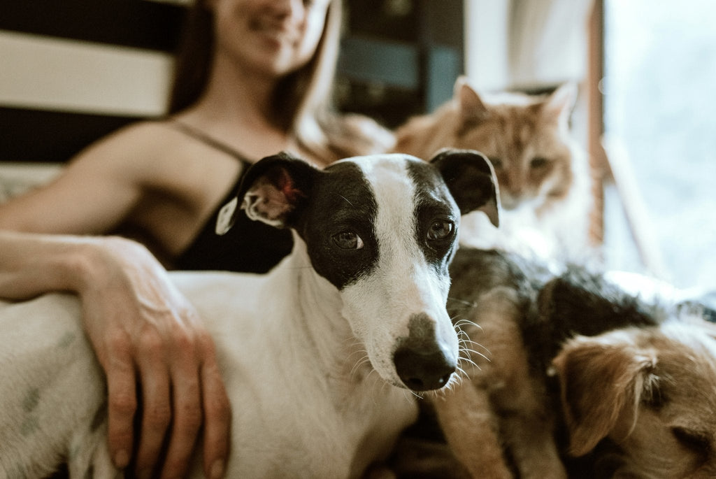 Dog or Cat, What Your Pet of Choice Says About Your Personality