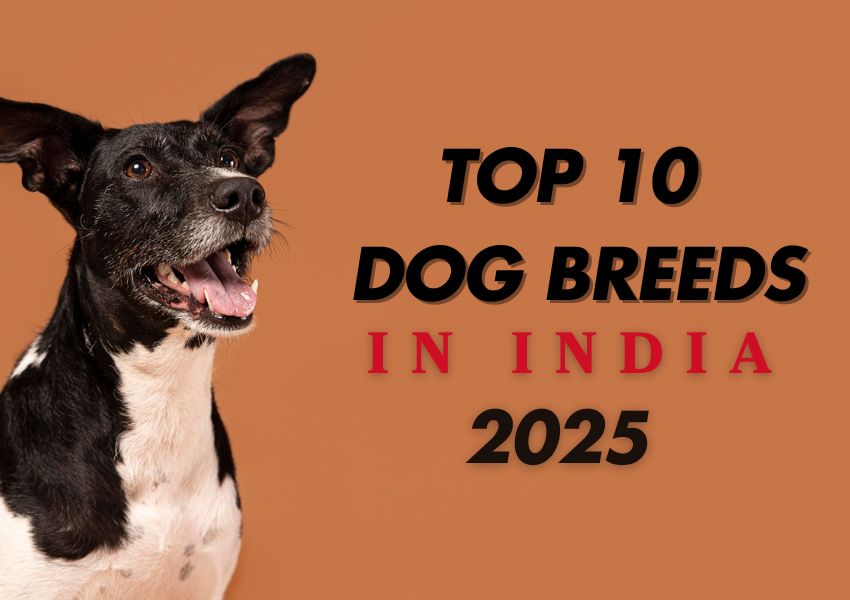 Top 10 Dog Breeds in India in 2025
