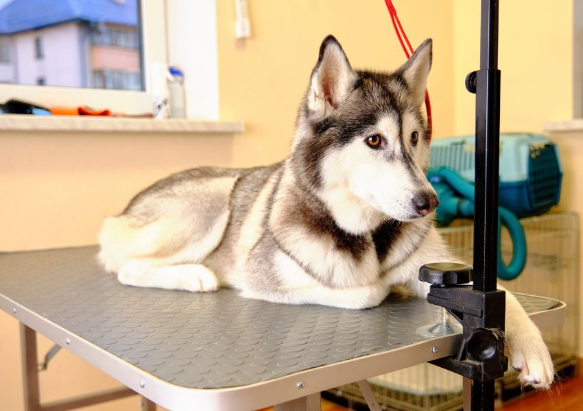 Veterinary Dog Grooming Tables For Large Breed Medical Facilities Reference: Professional Pet Grooming Tables The Breed Size Guide