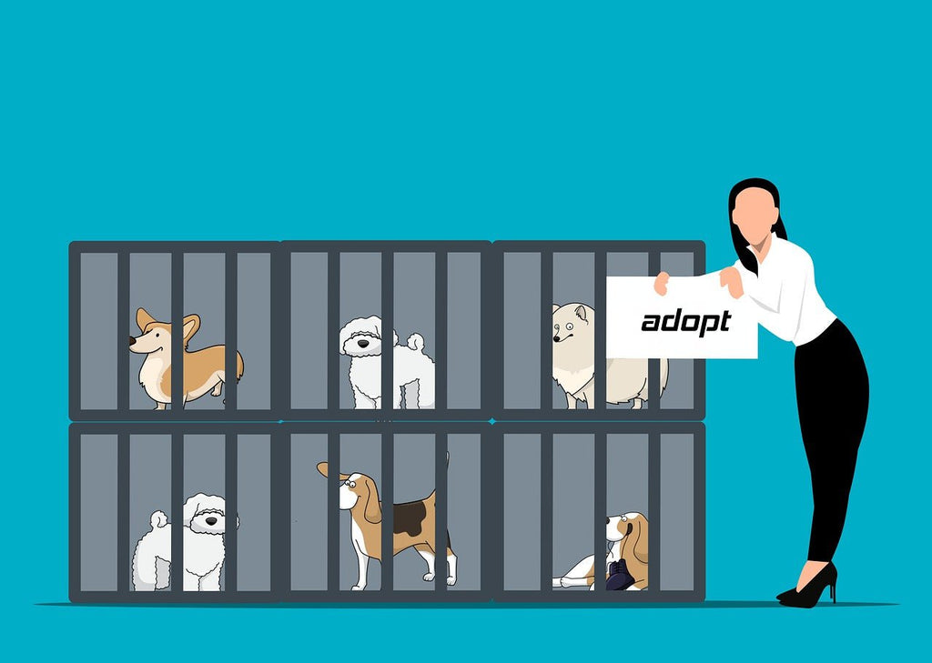 Reasons Why Should You Adopt a Pet