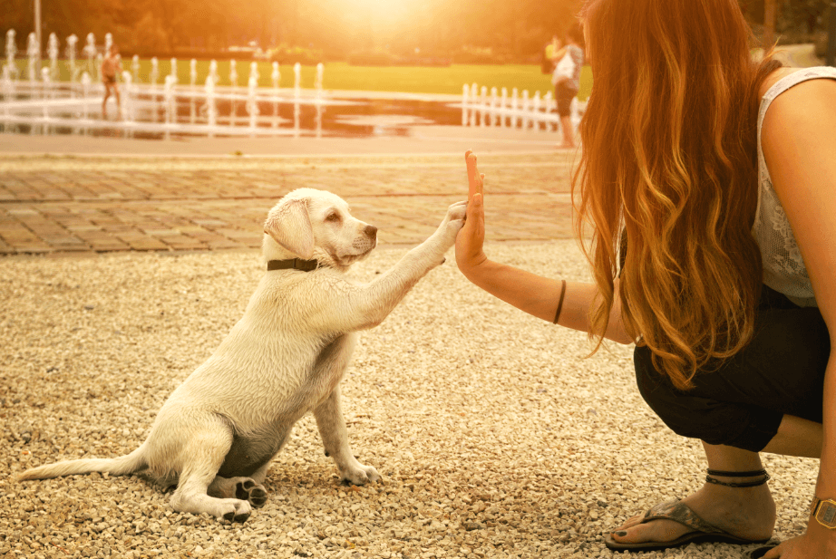 ABK’s Guide: Reinforcing Positive Behaviour in Puppies