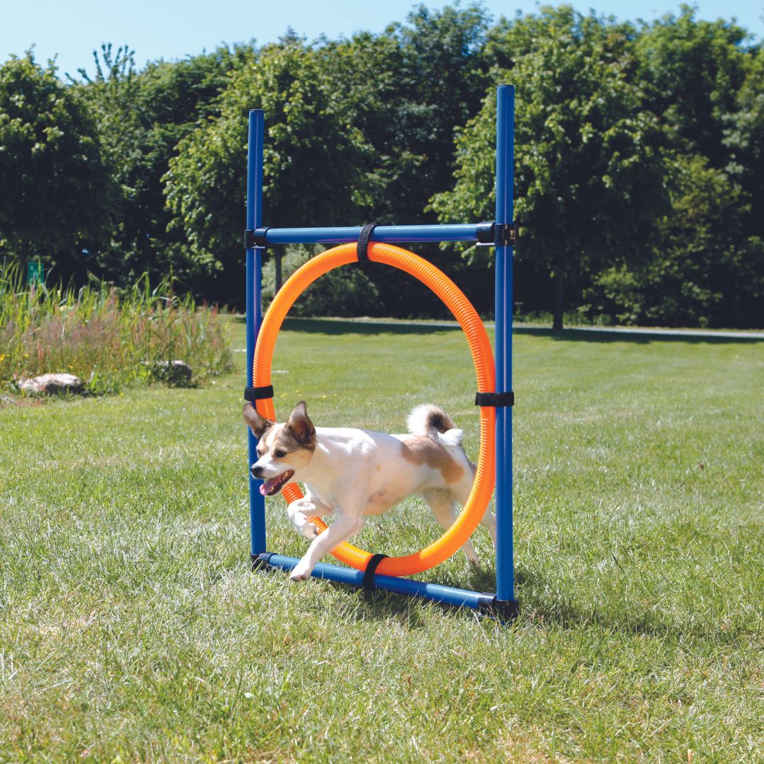 A dog enthusiastically jumping through a Trixie Dog Agility Ring set to a medium height