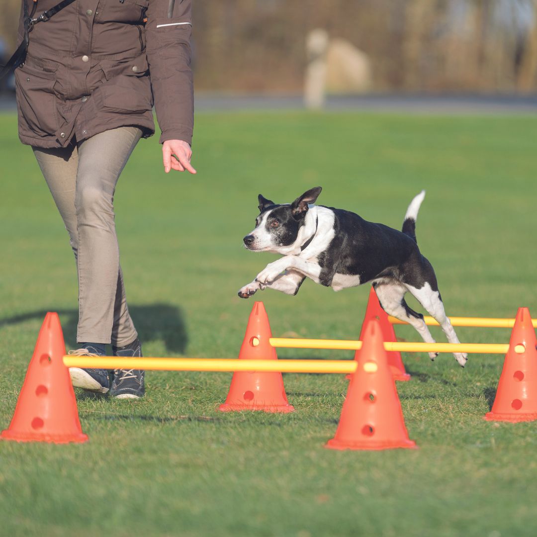Trixie Dog Agility Training Obstacles Pylon Dog Poles