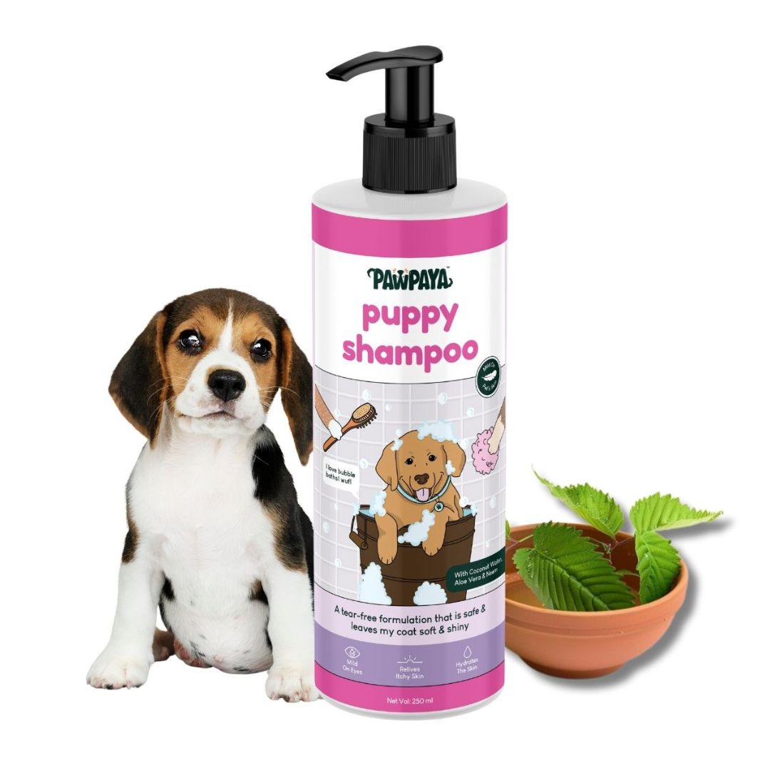 waterless shampoo, dry shampoo, shampoo bar, pet shampoo, dog shampoo, cat shampoo, small animal shampoo, bird shampoo, best pet shampoo, top pet shampoo, buy pet shampoo, pet shampoo online, pet shampoo for sale, natural pet shampoo, organic pet shampoo, hypoallergenic pet shampoo, flea and tick shampoo for pets, medicated pet shampoo, puppy shampoo, kitten shampoo, sensitive skin pet shampoo, deodorizing pet shampoo, moisturizing pet shampoo