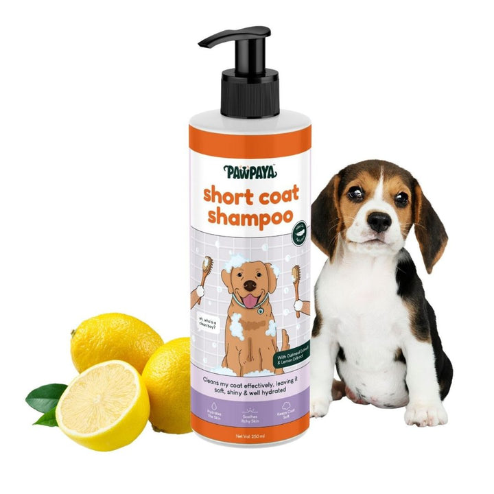 natural shampoo, organic shampoo, sulfate-free shampoo, moisturizing shampoo, clarifying shampoo, volumizing shampoo, strengthening shampoo, color-safe shampoo, shampoo for oily hair, shampoo for dry hair, shampoo for fine hair, shampoo for thick hair, shampoo for damaged hair, anti-dandruff shampoo, itchy scalp shampoo, sensitive scalp shampoo, hypoallergenic shampoo, medicated shampoo, professional shampoo, salon shampoo, cheap shampoo, discount shampoo, gentle shampoo, daily shampoo, deep cleansing shamp