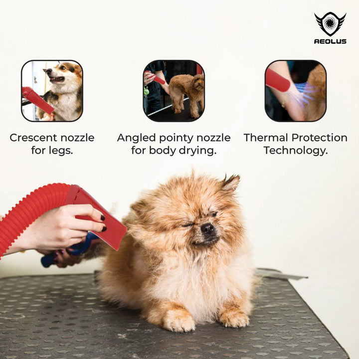 all-in-one pet grooming dryer, portable pet grooming dryer, quiet pet grooming dryer, powerful pet grooming dryer, fast pet grooming dryer, efficient pet grooming dryer, adjustable pet grooming dryer, versatile pet grooming dryer, safe pet grooming dryer, reliable pet grooming dryer, durable pet grooming dryer, easy-to-use pet grooming dryer, lightweight pet grooming dryer