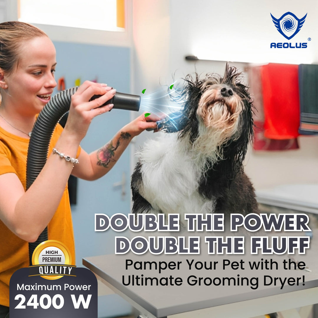 pet dryer shop, pet grooming shop, pet dryer brand, pet grooming brand, pet dryer model, pet grooming model, pet dryer guide, pet grooming guide, pet dryer tips, pet grooming tips, pet dryer maintenance, pet grooming maintenance, single motor dryer with heater, heated pet dryer