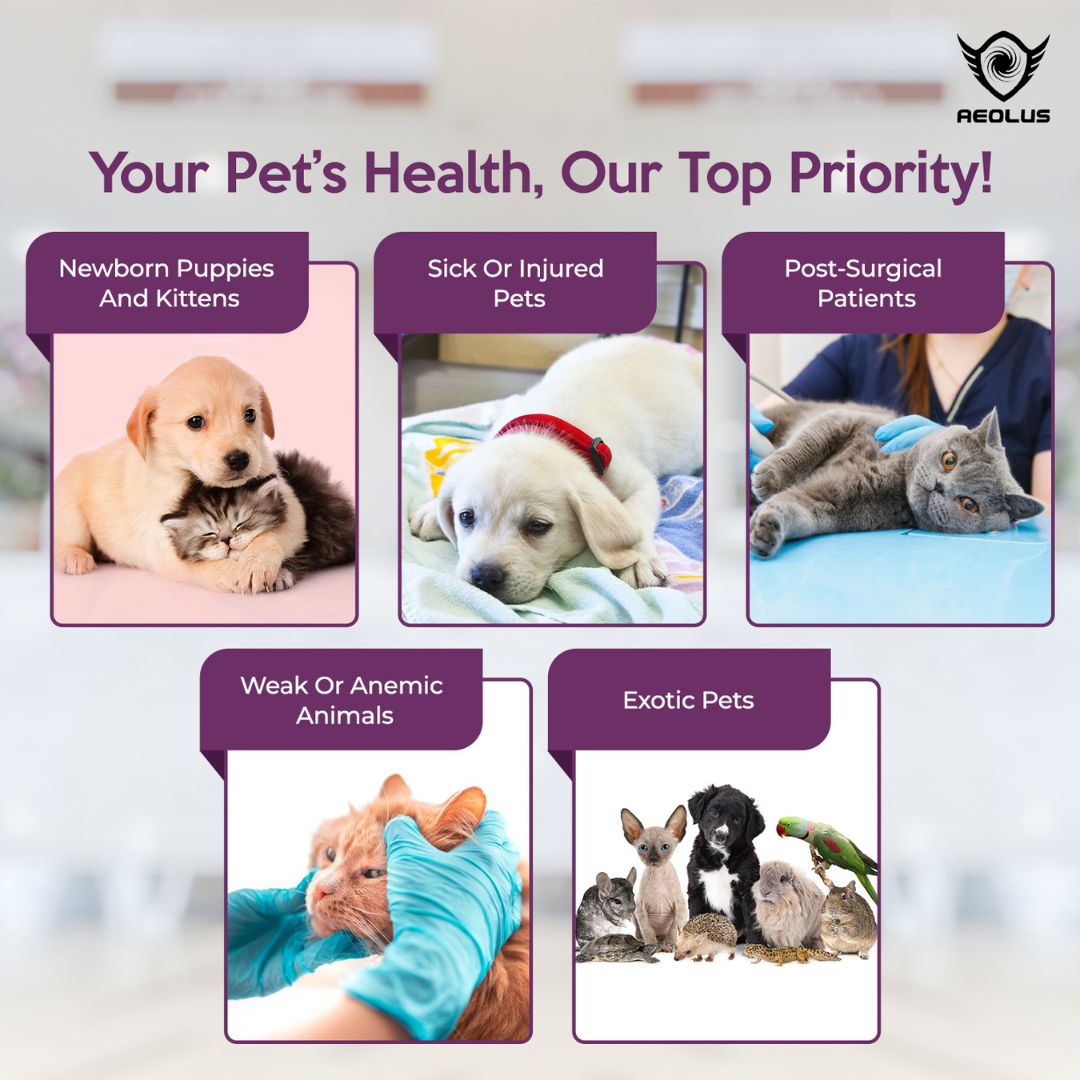 pet incubator for breeders, pet incubator for rescues, portable pet incubator, collapsible pet incubator, digital pet incubator, manual pet incubator, large pet incubator, small pet incubator, incubator for newborn pets, incubator for sick pets, incubator for injured pets, pet recovery incubator, pet critical care incubator, pet oxygen cage, pet oxygen therapy cage, pet humidity control cage, pet temperature control cage