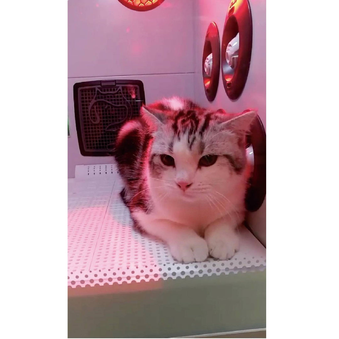 pet grooming dryer for long hair, pet grooming dryer for short hair, pet grooming dryer for curly hair, pet grooming dryer for straight hair, pet grooming dryer for thick coats, pet grooming dryer for thin coats, pet grooming dryer for dry skin, pet grooming dryer for oily skin, pet grooming dryer for matted hair