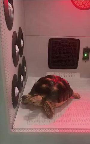 pet grooming dryer for natural ingredients, pet grooming dryer for affordable, pet grooming dryer for professional use, pet grooming dryer for home use, pet grooming dryer for all dogs, pet grooming dryer for all cats, pet grooming dryer for all pets, pet grooming dryer for all occasions