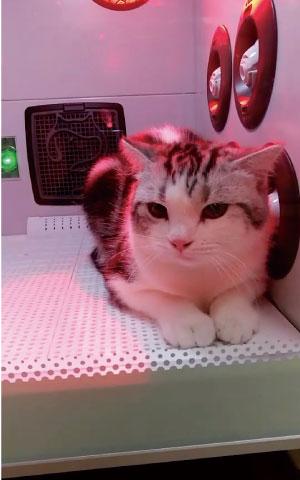 pet grooming dryer for curly hair, pet grooming dryer for straight hair, pet grooming dryer for thick coats, pet grooming dryer for thin coats, pet grooming dryer for dry skin, pet grooming dryer for oily skin, pet grooming dryer for matted hair, pet grooming dryer for tangled hair, pet grooming dryer for color retention