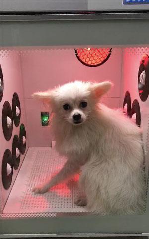 pet grooming dryer for all sizes, pet grooming dryer for all coat types, pet grooming dryer for all skin conditions, pet grooming dryer for puppies, pet grooming dryer for seniors, pet grooming dryer for long hair, pet grooming dryer for short hair