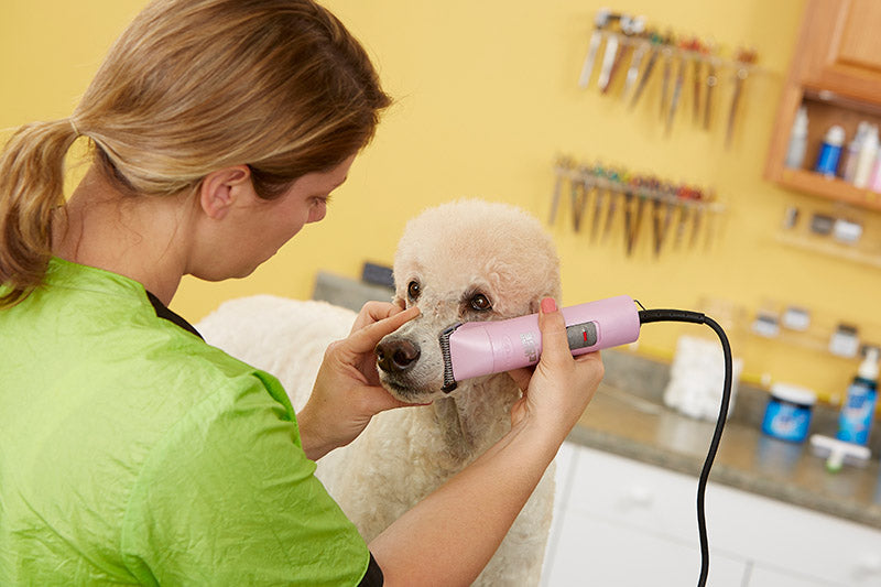 10 At-Home Pet Grooming Tips