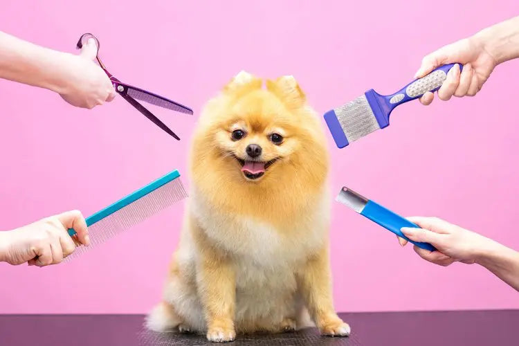 A smiling Pomeranian surrounded by dog grooming tools against a pink background