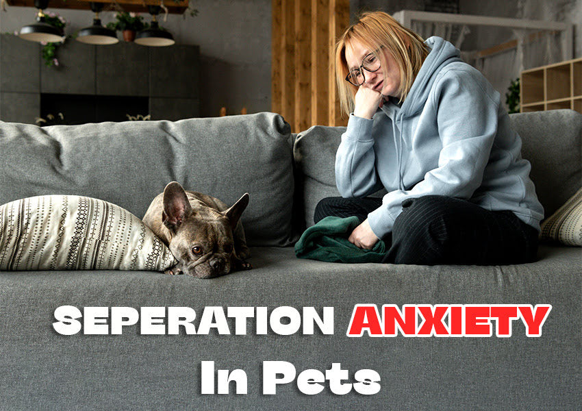 Seperation anxiety in pets, dealing with pet anxiety, pet anxiety, dealing with lonely pets, pet health