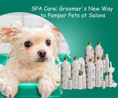 SPA Care: Groomer's New Way to Pamper Pets at Salons