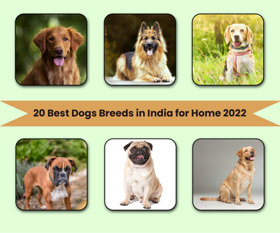 20 Best Dogs Breeds for Indian Homes in 2022