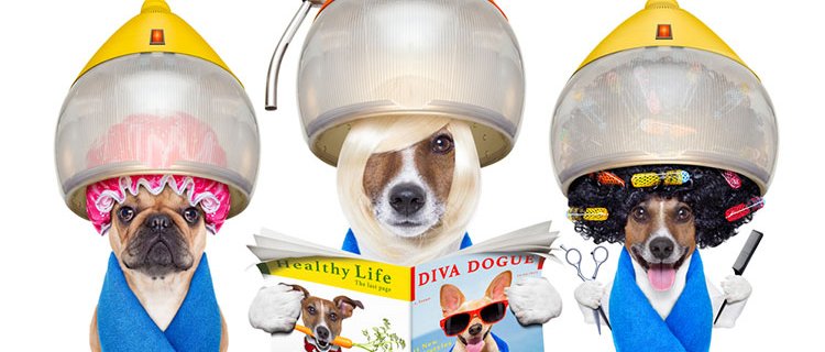 7 Must Grooming Products Every Pet Owner Needs - abkgrooming