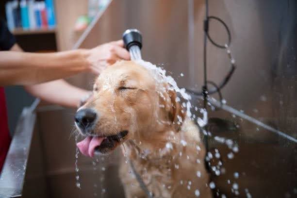 Golden Retriever dog receiving a professional bath at a grooming salon, illustrating golden retriever grooming tips for salon professionals, including how to bathe a double-coated dog using the correct technique
