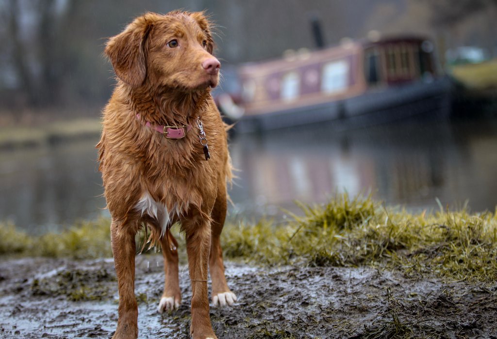 ABK’s Guide: Taking Care of Pets During Monsoon - abkgrooming