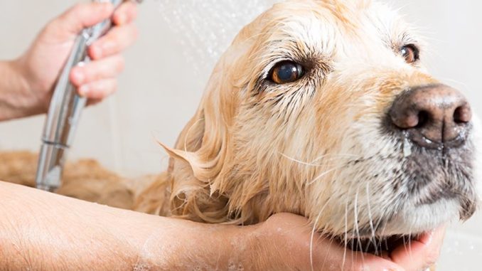 How To Groom Labrador Retriever - abkgrooming