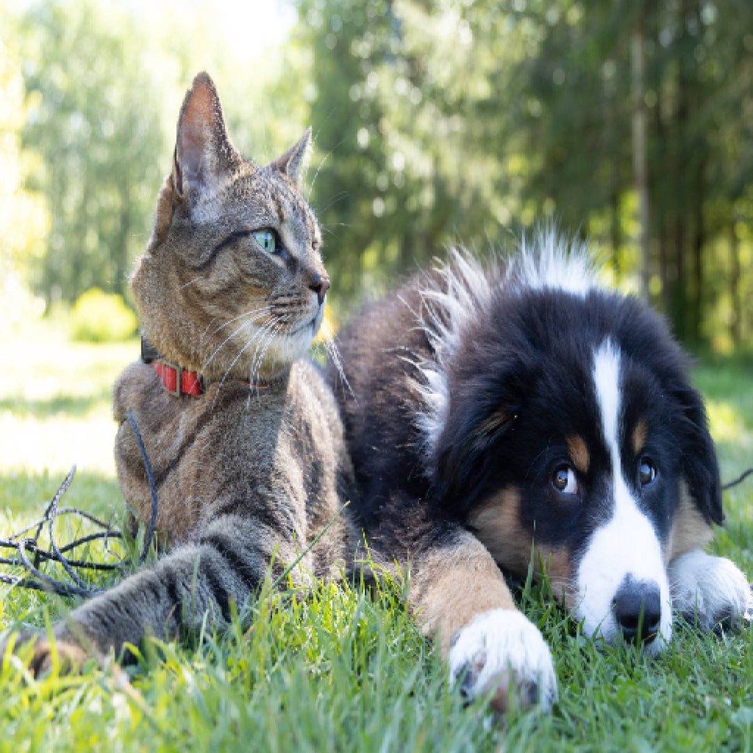 10 DOG GROOMING TIPS TO USE AT HOME - abkgrooming