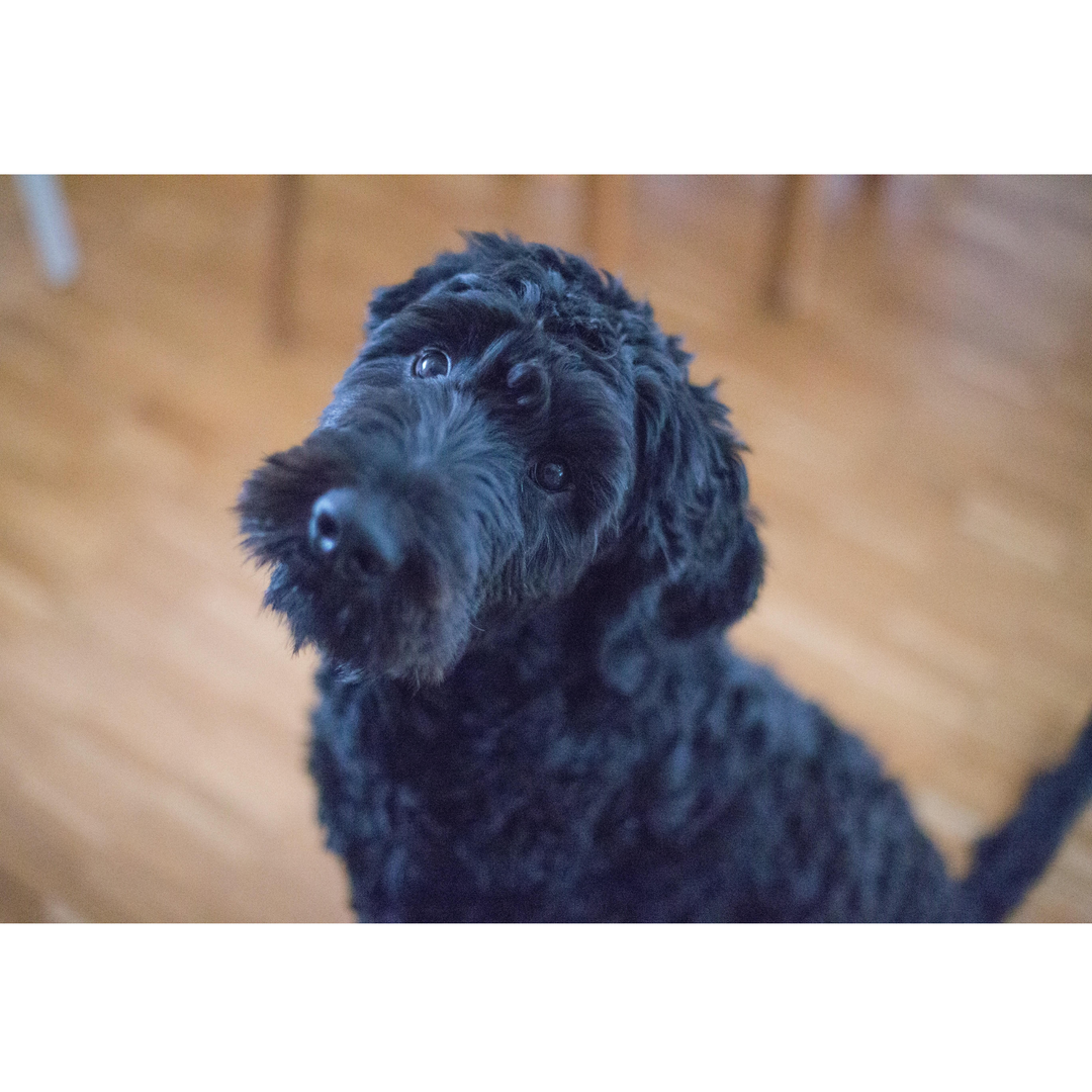 Clipper Maintenance For Pro Groomers - abkgrooming