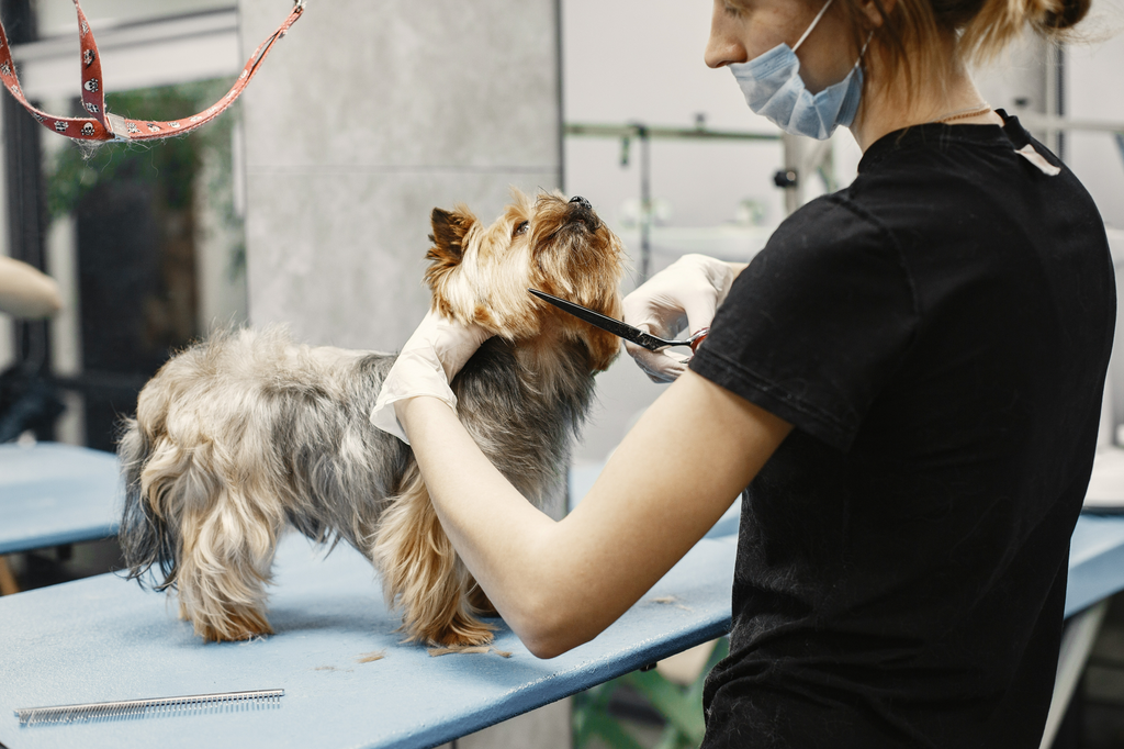 Best Pet Grooming Equipment to Start a Pet Grooming Business