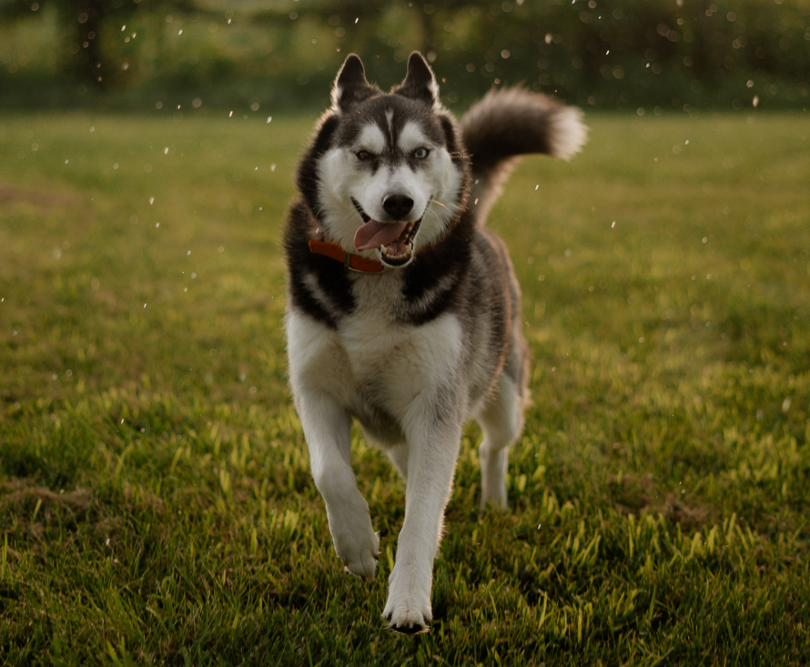 Rainy Day Dog Walking: 5 Essentials