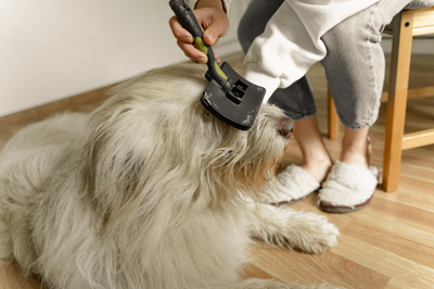 7 Affordable Products For Home Grooming Pets