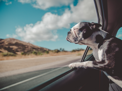 Traveling With Pets? Here are all The Essentials you Need!