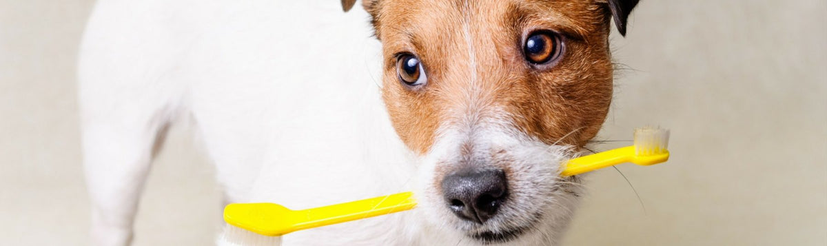March Is Dental Health Month - abkgrooming