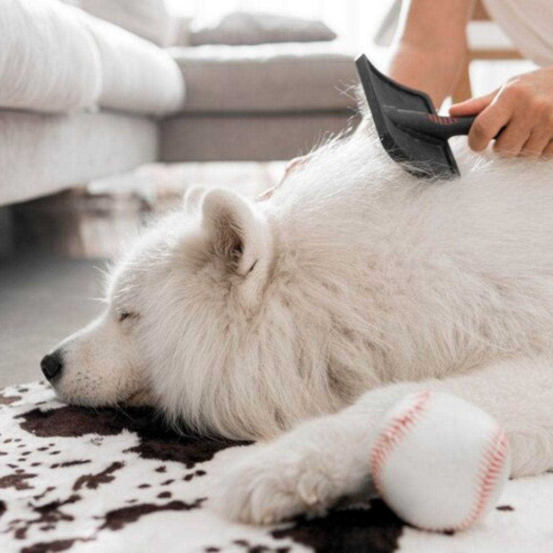 Deshedding Tools: A Step-by-Step Guide to Using Them – ABK Grooming