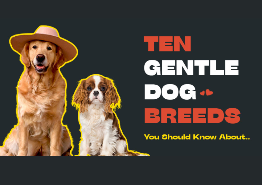 Labrador Retrievers, Cavalier King Charles Spaniels, Golden Retrievers, Beagles, Pugs, Bulldogs, Boxers, Shih Tzus, Bichon Frises, and Collies!