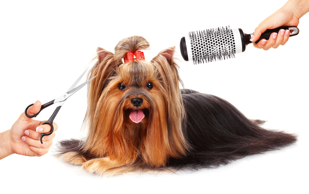The Art of Keeping Dogs Calm During Grooming Session: A Pet Groomer's Guide