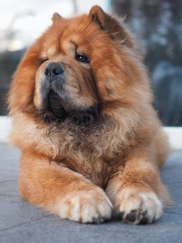 HOW TO GROOM CHOW CHOW ?