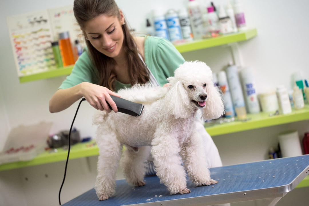 The 7 Best Dog Grooming Clippers For 2024