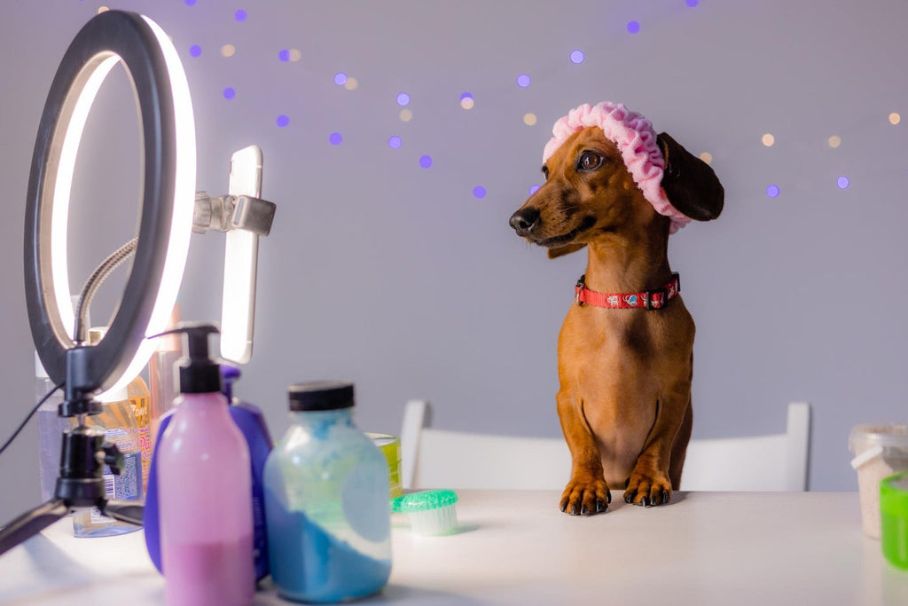 The Major Benefits of Dog Grooming