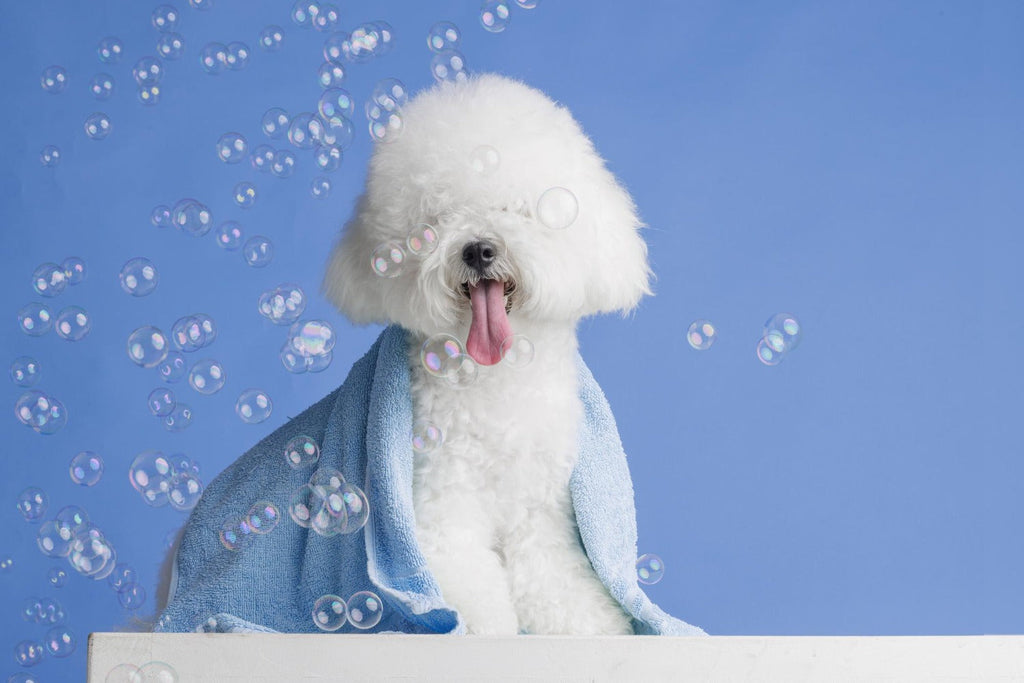 Dog Shampoos: Best Picks for Winters