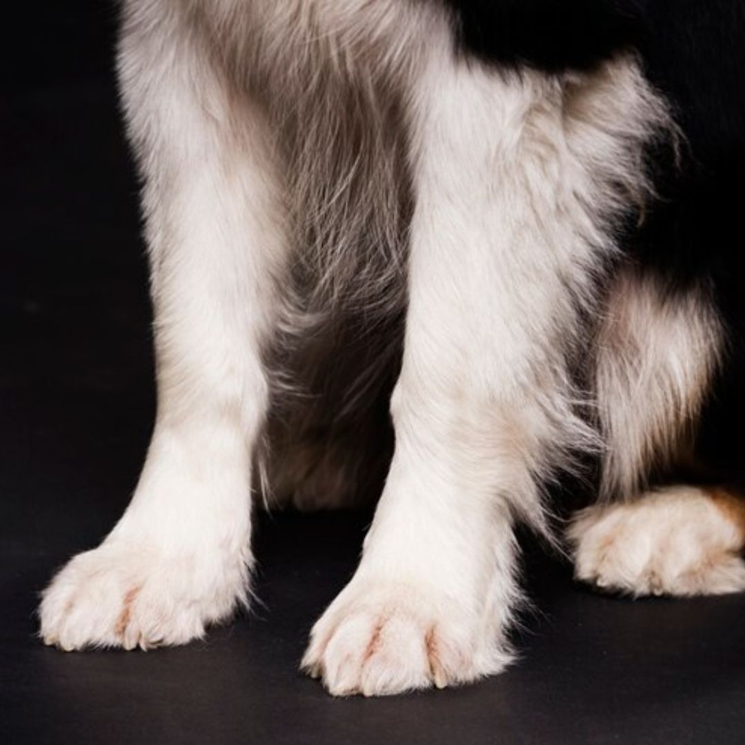Paw care for pets, Pe grooming tips, Dog paws care, cleaning pet paws, dog protective boots, dog paw care, cat paw care