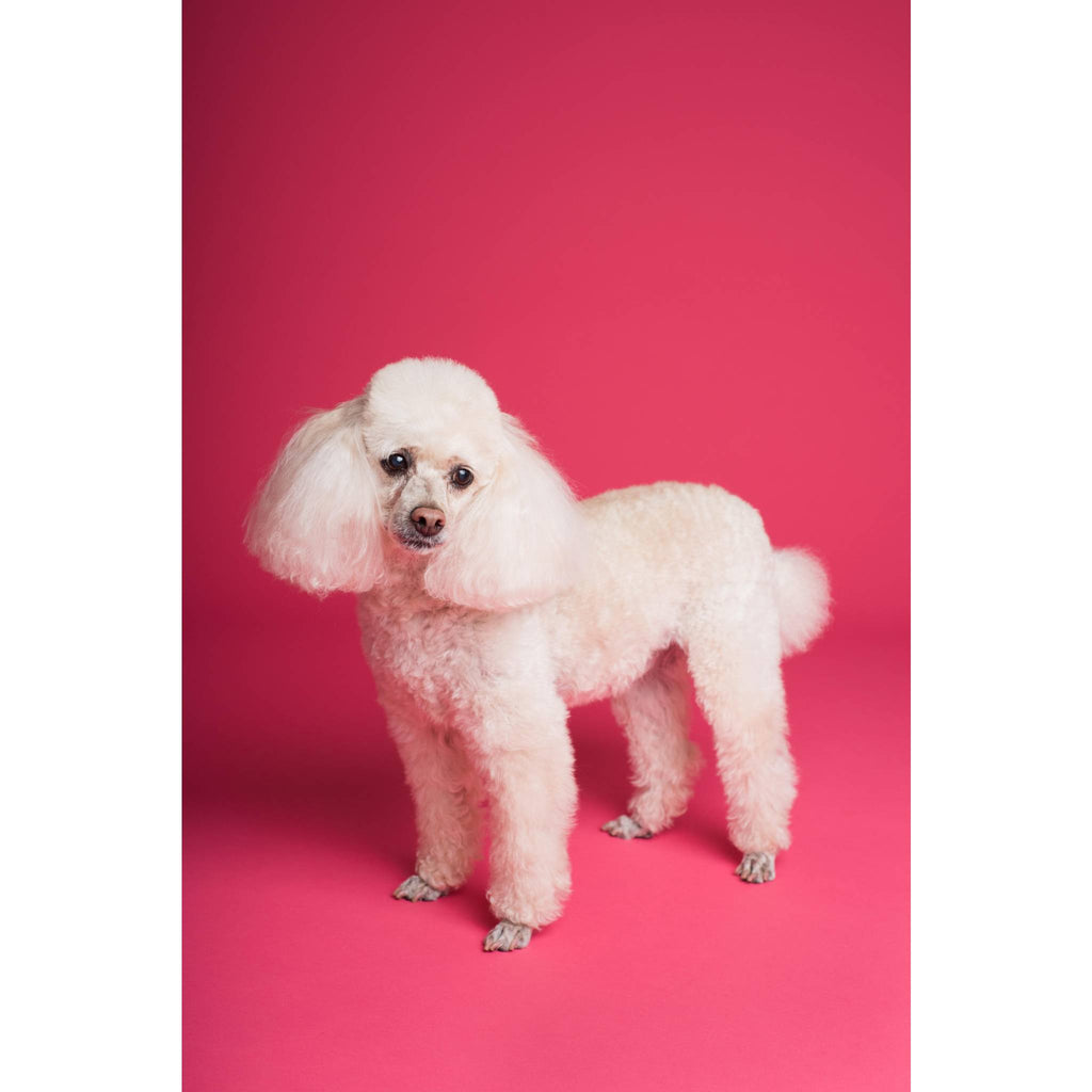 How to Groom a Poodle?