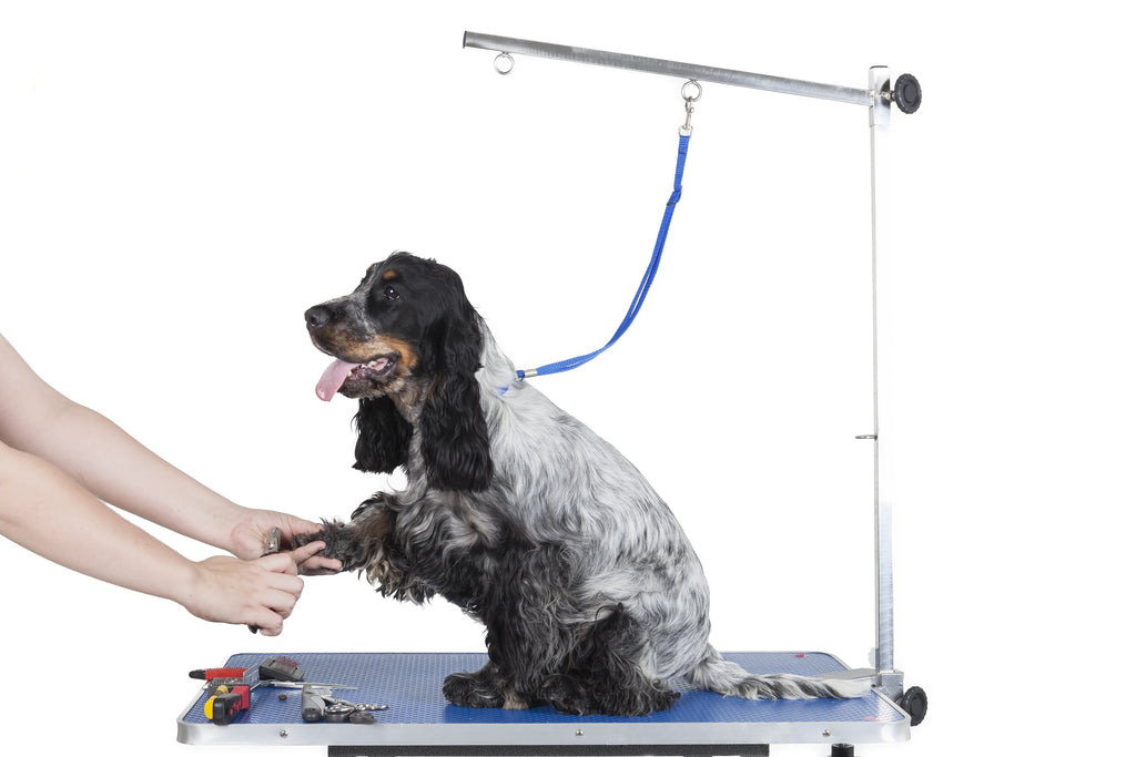 ABK Guide: Choose the Best Pet Grooming Table For You!
