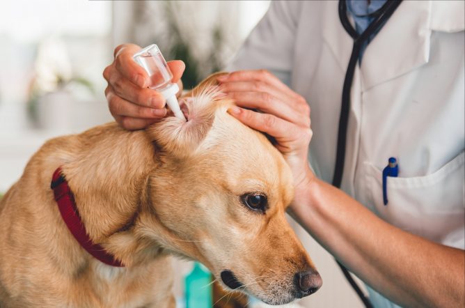 ABK's Guide: Step - by - step Guide to Clean Your Dog's Ear - ABK Grooming